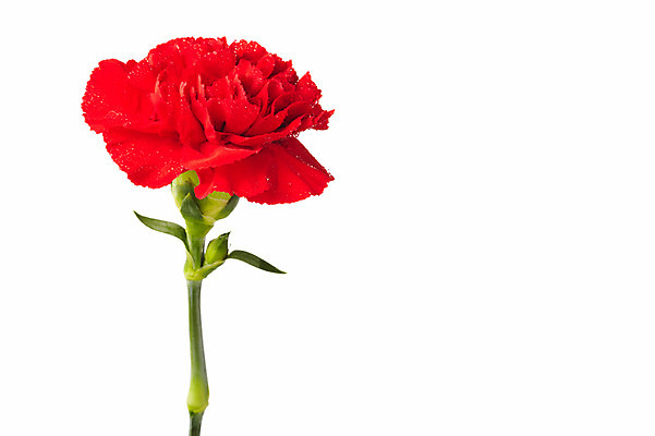 포토 JPG 스튜디오촬영 식물 기념일 꽃 한송이 실내 누끼 사람없음 빨간색 촬영 어버이날 카네이션 감사 국내포토 1 감정 컬러 이벤트 내부 송이 파일형식