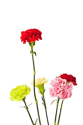 포토 JPG 스튜디오촬영 식물 기념일 꽃 분홍색 실내 누끼 사람없음 빨간색 노란색 촬영 어버이날 카네이션 감사 국내포토 감정 컬러 이벤트 내부 파일형식