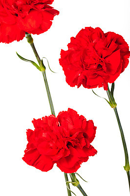 포토 JPG 스튜디오촬영 식물 기념일 꽃 실내 누끼 사람없음 빨간색 촬영 어버이날 카네이션 감사 국내포토 감정 컬러 이벤트 내부 파일형식