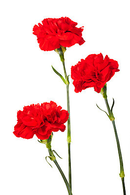 포토 JPG 스튜디오촬영 식물 기념일 꽃 실내 누끼 사람없음 빨간색 촬영 어버이날 카네이션 감사 국내포토 감정 컬러 이벤트 내부 파일형식