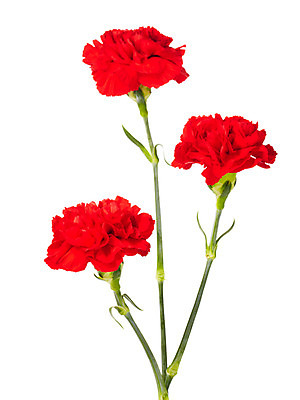 포토 JPG 스튜디오촬영 식물 기념일 꽃 실내 누끼 사람없음 빨간색 촬영 어버이날 카네이션 감사 국내포토 감정 컬러 이벤트 내부 파일형식