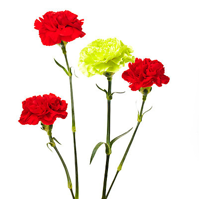 포토 JPG 스튜디오촬영 식물 기념일 꽃 실내 누끼 사람없음 빨간색 노란색 촬영 어버이날 카네이션 감사 국내포토 감정 컬러 이벤트 내부 파일형식