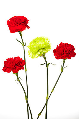 포토 JPG 스튜디오촬영 식물 기념일 꽃 실내 누끼 사람없음 빨간색 노란색 촬영 어버이날 카네이션 감사 국내포토 감정 컬러 이벤트 내부 파일형식