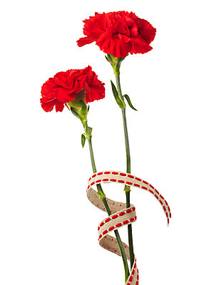 포토 JPG 스튜디오촬영 식물 기념일 꽃 줄 실내 누끼 사람없음 빨간색 촬영 끈 어버이날 두송이 카네이션 감사 국내포토 감정 컬러 2 이벤트 내부 파일형식