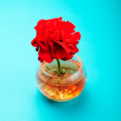 포토 JPG 스튜디오촬영 식물 기념일 꽃 한송이 실내 사람없음 빨간색 꽃병 촬영 어버이날 카네이션 감사 국내포토 1 감정 컬러 이벤트 내부 송이 파일형식