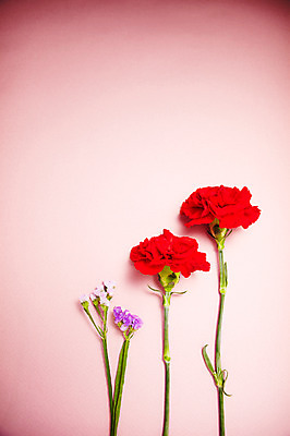 포토 JPG 스튜디오촬영 식물 기념일 꽃 실내 사람없음 빨간색 보라색 촬영 어버이날 두송이 카네이션 감사 스타티스 국내포토 감정 컬러 2 이벤트 내부 파일형식