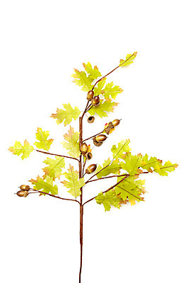 포토 JPG 스튜디오촬영 나무 식물 계절 열매 컨셉 잎 나뭇잎 실내 누끼 사람없음 여러개 가을 나뭇가지 오브젝트 도토리 도토리나무 국내포토 다수 내부 견과류 파일형식