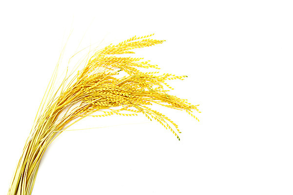 포토 JPG 스튜디오촬영 식물 계절 곡류 실내 누끼 사람없음 추수 벼 쌀 가을 풀 오브젝트 이삭 벼이삭 국내포토 농업 내부 파일형식