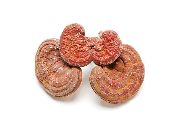 포토 JPG 스튜디오촬영 재료 건조 실내 누끼 사람없음 치료 버섯 한의학 약재 한약재 약초 한약 오브젝트 영지 영지버섯 국내포토 의학 내부 약 풀_식물 파일형식