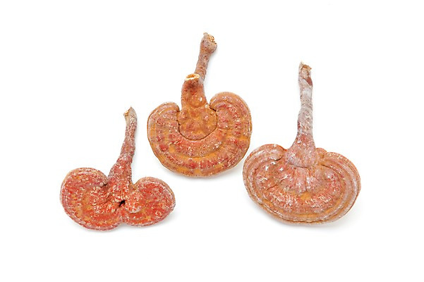 포토 JPG 스튜디오촬영 재료 건조 실내 누끼 사람없음 치료 버섯 한의학 약재 한약재 약초 한약 오브젝트 영지 영지버섯 국내포토 의학 내부 약 풀_식물 파일형식