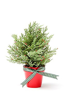 포토 JPG 스튜디오촬영 나무 식물 계절 기념일 리본 화분 컬러 크리스마스장식 크리스마스 겨울 크리스마스용품 실내 누끼 이벤트 사람없음 장식 초록색 한개 오브젝트 침엽수 편백나무 국내포토 1 내부 용품 파일형식