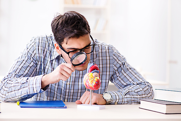 포토 JPG 해외이미지 남자 대학생 의학 돋보기 실내 병원 한명 들기 상반신 성인 앞모습 관찰 심장모형 성인남자한명만 안경낌 해외202105 해외포토 1 학생 안경 뷰포인트 모션 사람 내부 모형 남자한명만 성인남자만 파일형식