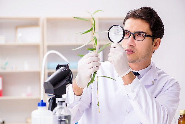 포토 JPG 해외이미지 학생 잎 돋보기 건강 현미경 실험 사람없음 초록색 약 의사 잡초 삼 바이러스 확대 질병 DNA 생명공학 연구원 약국 허브 과학자 분석 생물학 감염 미생물 박테리아 조제 마약 추출 화학물질 화학자 대마초 마리화나 해외202105 해외포토 식물 직업 교육 컬러 과학 컨셉 채소 의학 생물 실험기구 의료진 화학 만들기 학자 파일형식