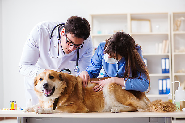 포토 JPG 해외이미지 서양인 한마리 응시 여자 남자 엎드리기 청진기 돋보기 책장 허리숙이기 마스크 상반신 성인 두명 진료 만지기 의사가운 골든리트리버 강아지 개목걸이 동물병원 수의사 수술대 진드기 성인만 안경낌 해외202105 해외포토 외국인 1 시선 안경 가구 의학 의료기기 모션 병원 숙이기 사람 반려동물 의사 가운 개 리트리버 해충 애견용품 파일형식