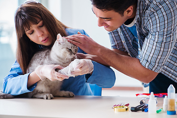 포토 JPG 해외이미지 동물 직업 응시 남자 유니폼 청진기 건강 병원 실험 사람없음 치료 반려동물 사무실 약 고양이 고통 장비 시험 간호사 의사 잡기 질병 문서 주인 수의사 돌봄 해외202105 해외포토 시선 옷 교육 감정 비즈니스 포유류 의학 의료기기 모션 사람 의료진 파일형식