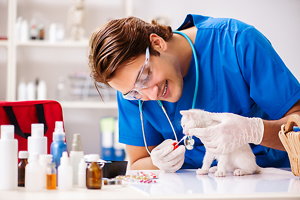 포토 JPG 해외이미지 동물 직업 손 응시 유니폼 청진기 건강 병원 실험 사람없음 치료 반려동물 약 고양이 고통 시험 환자 간호사 의사 기구 공구 면 질병 작음 청소 문서 귀 수의사 돌봄 해외202105 해외포토 시선 옷 교육 감정 포유류 의학 의료기기 모션 신체부위 의료진 도구 크기 파일형식