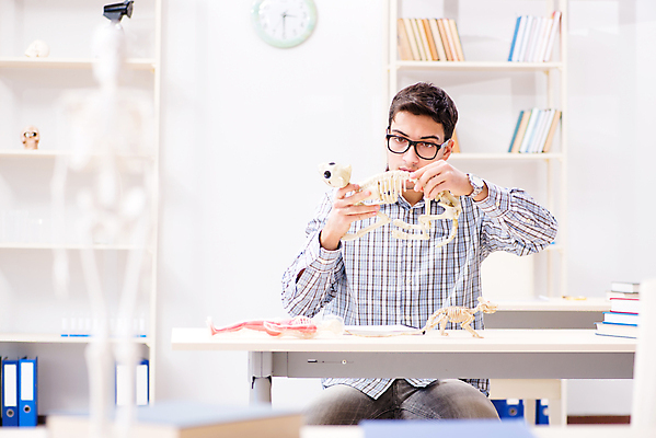 포토 JPG 해외이미지 동물 학생 교육 신체 유적 해부 뼈 골격 건강 설명 사람없음 반려동물 스터디 약 강사 교사 고양이 시험 의사 역사 개 쥐 과학자 척추 화석 고생물 멸종 외과 선사시대 수의사 발견 고고학 깨짐 돌봄 인턴 해외202105 해외포토 직업 전통 과학 컨셉 비즈니스 포유류 의학 모션 생물 병원 학습 의료진 설치류 학자 파일형식