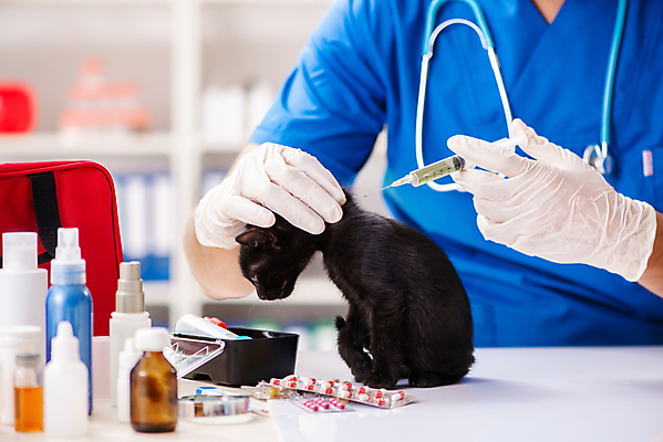 포토 JPG 해외이미지 동물 직업 손 응시 유니폼 청진기 건강 병원 실험 주사기 사람없음 치료 반려동물 약 고양이 고통 시험 환자 간호사 의사 혈액 질병 문서 주사약 수의사 돌봄 예방접종 해외202105 해외포토 시선 옷 교육 감정 포유류 의학 의료기기 모션 신체부위 의료진 접종 파일형식