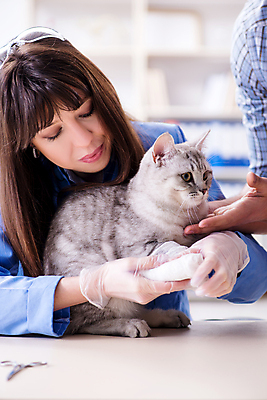 포토 JPG 해외이미지 동물 직업 응시 남자 유니폼 청진기 건강 병원 실험 사람없음 치료 반려동물 사무실 약 고양이 고통 장비 시험 간호사 의사 잡기 질병 문서 주인 수의사 돌봄 해외202105 해외포토 시선 옷 교육 감정 비즈니스 포유류 의학 의료기기 모션 사람 의료진 파일형식
