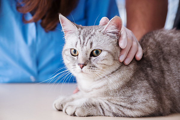 포토 JPG 해외이미지 엎드리기 상반신 신체부위 잡기 팔 수의사 위생장갑 아메리칸숏헤어 해외202105 해외포토 장갑 모션 사람 고양이 의사 파일형식