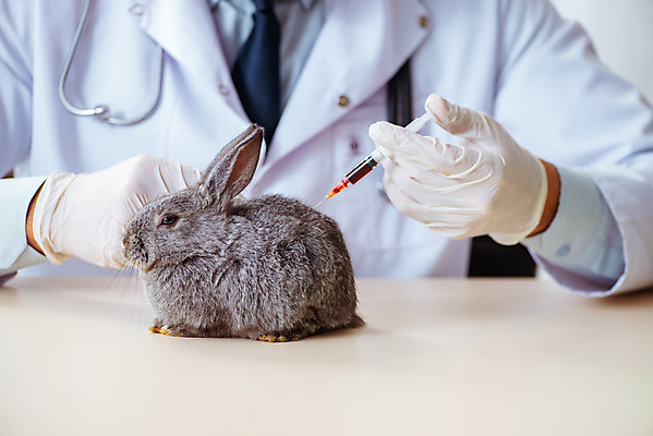포토 JPG 해외이미지 동물 직업 탁자 건강 병원 실험 주사기 사람없음 치료 반려동물 약 고통 시험 환자 의사 흰색 토끼 혈액 질병 작음 청소 문서 귀 주사약 수의사 기르기 돌봄 예방접종 해외202105 해외포토 교육 감정 컬러 가구 포유류 의학 의료기기 모션 신체부위 의료진 크기 접종 파일형식