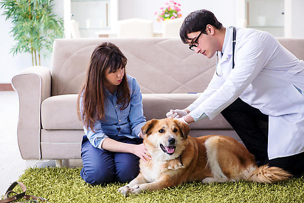 포토 JPG 해외이미지 동물 주택 건강 병원 주사기 사람없음 치료 반려동물 약 고통 시험 환자 의사 바늘 황금 바이러스 개 리트리버 강아지 상담 문서 방문 주인 수의사 송곳니 돌봄 예방접종 예방주사 해외202105 해외포토 교육 감정 포유류 의학 의료기기 모션 건물 의료진 도구 치아 예방 접종 파일형식