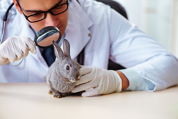 포토 JPG 해외이미지 동물 직업 유니폼 탁자 돋보기 건강 병원 실험 사람없음 치료 반려동물 약 고통 시험 환자 의사 흰색 토끼 확대 질병 작음 청소 검색 문서 귀 수의사 기르기 돌봄 해외202105 해외포토 옷 교육 감정 컬러 가구 포유류 의학 모션 신체부위 의료진 크기 파일형식