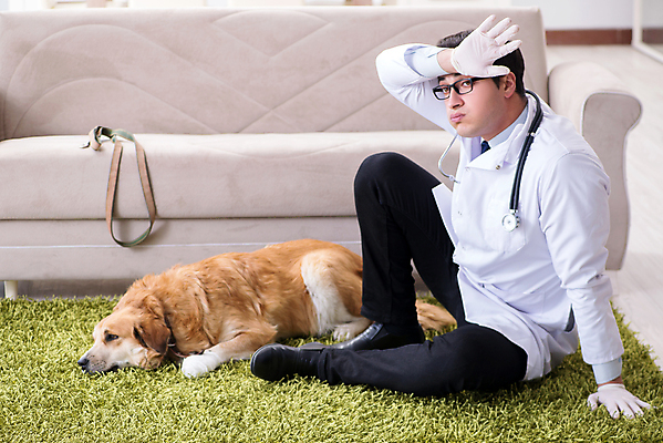 포토 JPG 해외이미지 동물 주택 건강 병원 피곤 사람없음 치료 반려동물 약 고통 시험 환자 의사 황금 개 리트리버 강아지 질병 문서 방문 수의사 송곳니 기르기 돌봄 해외202105 해외포토 교육 감정 컨셉 포유류 의학 모션 건물 의료진 치아 파일형식