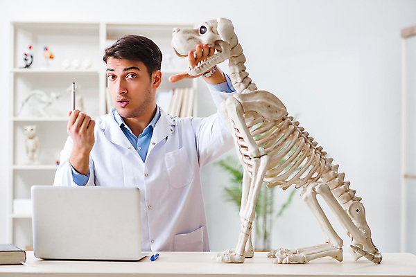 포토 JPG 해외이미지 동물 직업 학생 유적 뼈 골격 건강 병원 설명 사람없음 반려동물 학습 약 강사 교사 시험 의사 개 강아지 치아 강의 문서 보여주기 멸종 수의사 송곳니 기르기 돌봄 연습생 해외202105 해외포토 전통 교육 포유류 의학 모션 의료진 소화기관 연습 파일형식