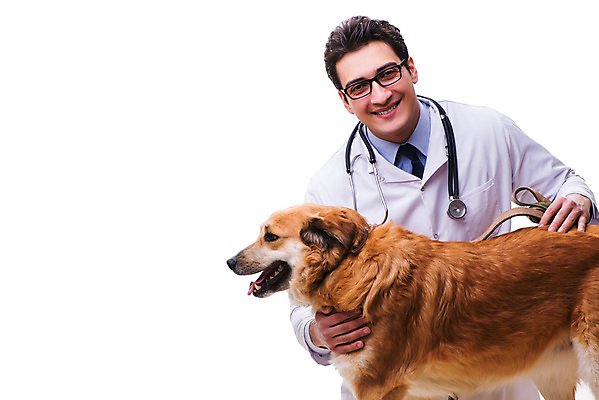 포토 JPG 해외이미지 동물 직업 행복 백그라운드 건강 병원 사람없음 치료 반려동물 약 고통 시험 환자 의사 흰색 황금 개 리트리버 강아지 질병 문서 수의사 송곳니 고립 기르기 돌봄 치유 해외202105 해외포토 교육 감정 컬러 포유류 의학 모션 의료진 치아 파일형식