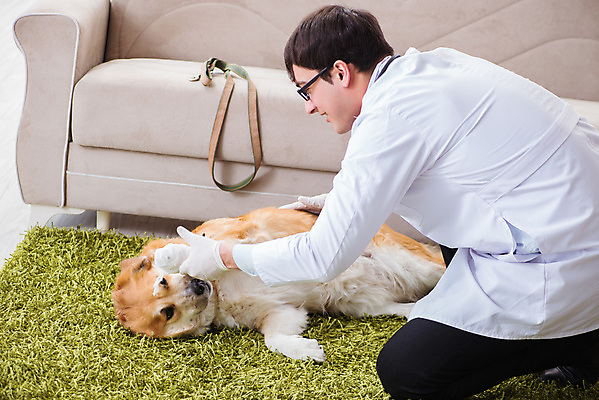 포토 JPG 해외이미지 동물 주택 건강 병원 사람없음 치료 반려동물 약 고통 시험 환자 의사 황금 개 리트리버 강아지 질병 문서 방문 외과 수의사 송곳니 기르기 돌봄 치유 해외202105 해외포토 교육 감정 포유류 의학 모션 건물 의료진 치아 파일형식