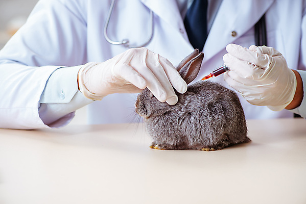 포토 JPG 해외이미지 동물 직업 탁자 건강 병원 실험 주사기 사람없음 치료 반려동물 약 고통 시험 환자 의사 흰색 토끼 바늘 혈액 질병 작음 청소 문서 귀 주사약 수의사 기르기 돌봄 예방접종 해외202105 해외포토 교육 감정 컬러 가구 포유류 의학 의료기기 모션 신체부위 의료진 도구 크기 접종 파일형식