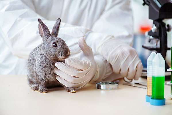 포토 JPG 해외이미지 동물 직업 유니폼 포유류 탁자 건강 병원 실험 사람없음 치료 반려동물 약 고통 시험 환자 의사 흰색 토끼 질병 작음 청소 문서 귀 튜브 수의사 기르기 돌봄 예방접종 해외202105 해외포토 옷 교육 감정 컬러 가구 의학 모션 신체부위 의료진 크기 접종 파일형식