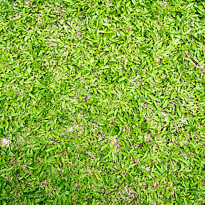 포토 JPG 해외이미지 주간 라이프스타일 백그라운드 잔디 사람없음 야외 초록색 땅 해외202004 해외202105 해외포토 자연요소 식물 컬러 생활 파일형식