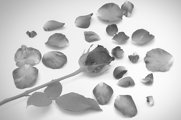 포토 JPG 해외이미지 식물 디자인 기념일 꽃잎 꽃 분홍색 꽃다발 결혼 잎 꽃무늬 자연 휴가 발렌타인데이 선물 사랑 사람없음 장식 빨간색 여름 장미 어둠 낭만 벚꽃 축하 신선 오픈 신용카드 닫기 오브젝트 엽서 아로마 슛 부드러움 내추럴 특별함 스타일 해외202004 해외202105 해외포토 계절 감정 컬러 컨셉 무늬 모션 데이이벤트 이벤트 금융 감각 편지 생태계 파일형식