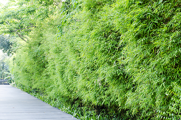 포토 JPG 해외이미지 나무 식물 전통 아시아 문화 도로 길 선 줄기 여행 백그라운드 잎 자연 주택 동양인 풍경 사람없음 야외 목재 초록색 빛 세계 노란색 평화 환경 정원 일본 중국 침묵 봄 성장 나뭇가지 숲 대나무 질감 내추럴 교토 이국적 해외202004 해외202105 해외포토 계절 나라 컬러 컨셉 재료 교통시설 인종 건물 소리 생태계 파일형식