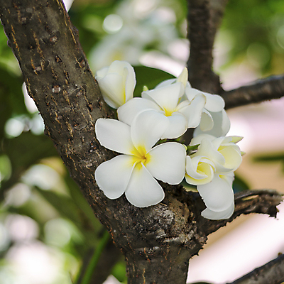 포토 JPG 해외이미지 나무 꽃잎 꽃 잎 자연 사람없음 야외 아웃포커스 개화 블러 해외202004 해외202105 해외포토 식물 촬영기법 생태계 파일형식