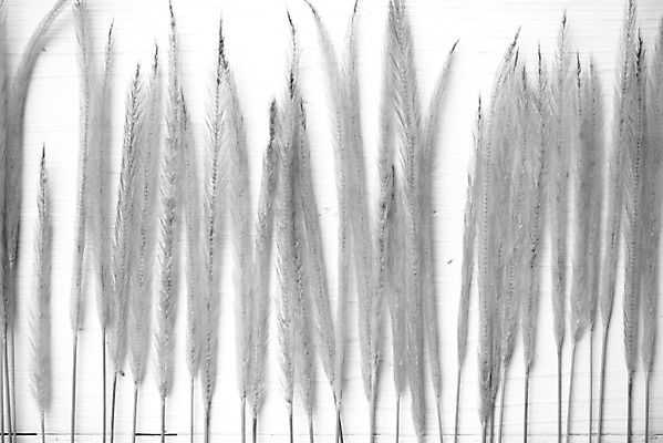 포토 JPG 해외이미지 식물 음식 빵 농업 자연 건조 옥수수 씨앗 사람없음 농작물 농장 노란색 수확 성장 황금 낟알 밀 유기농 귀 밀가루 내추럴 밭일 해외202004 해외202105 해외포토 웰빙 산업 컬러 곡류 신체부위 가루 생태계 파일형식