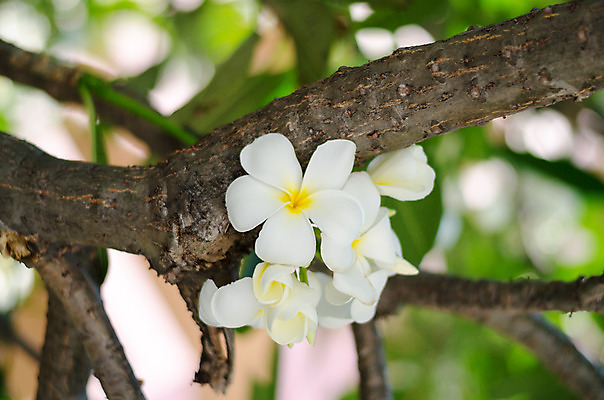 포토 JPG 해외이미지 나무 꽃잎 꽃 잎 자연 사람없음 야외 아웃포커스 개화 블러 해외202004 해외202105 해외포토 식물 촬영기법 생태계 파일형식