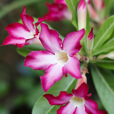 포토 JPG 해외이미지 나무 식물 공원 꽃잎 꽃 아시아 분홍색 꽃다발 백그라운드 잎 꽃무늬 태국 자연 동양인 사람없음 빨간색 초록색 여름 컬러풀 장미 정원 사막 성장 벚꽃 신선 개화 백합 꽃집 유기농 원예 생물학 상록수 내추럴 해외202004 해외202105 해외포토 웰빙 계절 공공시설 교육 나라 컬러 무늬 인종 취미 상점 생태계 파일형식