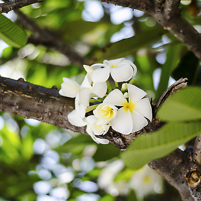 포토 JPG 해외이미지 나무 꽃잎 꽃 잎 자연 사람없음 야외 아웃포커스 개화 블러 해외202004 해외202105 해외포토 식물 촬영기법 생태계 파일형식