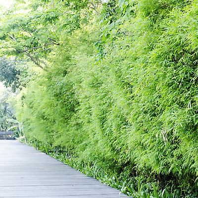 포토 JPG 해외이미지 나무 식물 전통 아시아 문화 도로 길 선 줄기 여행 백그라운드 잎 자연 주택 동양인 풍경 사람없음 야외 목재 초록색 빛 세계 노란색 평화 환경 정원 일본 중국 침묵 봄 성장 나뭇가지 숲 대나무 질감 내추럴 교토 이국적 해외202004 해외202105 해외포토 계절 나라 컬러 컨셉 재료 교통시설 인종 건물 소리 생태계 파일형식