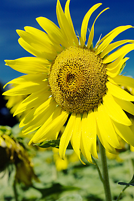 포토 JPG 해외이미지 주간 해바라기 사람없음 야외 머리 해외202004 해외포토 자연요소 꽃 신체부위 파일형식