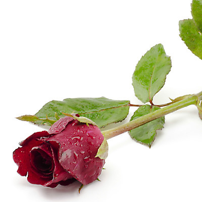 포토 JPG 해외이미지 식물 디자인 기념일 꽃잎 꽃 분홍색 꽃다발 결혼 잎 꽃무늬 자연 휴가 발렌타인데이 선물 사랑 사람없음 장식 빨간색 여름 장미 어둠 낭만 벚꽃 축하 신선 오픈 신용카드 닫기 오브젝트 엽서 아로마 슛 부드러움 내추럴 특별함 스타일 해외202004 해외202105 해외포토 계절 감정 컬러 컨셉 무늬 모션 데이이벤트 이벤트 금융 감각 편지 생태계 파일형식