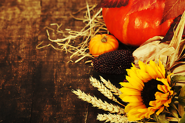 포토 JPG 해외이미지 낙엽 호박 해바라기 실내 사람없음 농작물 벼 가을 추수감사절 나무탁자 카피스페이스 해외202004 해외포토 계절 꽃 기독교 잎 농업 채소 탁자 곡류 내부 공백 파일형식