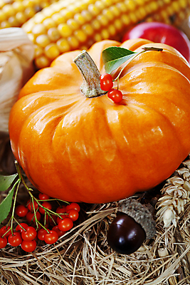 포토 JPG 해외이미지 열매 호박 실내 옥수수 사람없음 농작물 가을 볏짚 도토리 추수감사절 해외202004 해외포토 식물 계절 기독교 농업 채소 곡류 내부 견과류 짚 파일형식