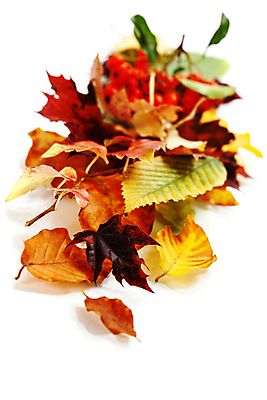 포토 JPG 해외이미지 낙엽 실내 사람없음 가을 흰배경 해외202004 해외포토 계절 백그라운드 잎 내부 흰색 파일형식