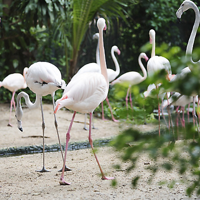 포토 JPG 해외이미지 동물 호수 야생동물 분홍색 잎 날개 아프리카 자연 조류 동물원 풍경 사람없음 물 연못 그룹 플라밍고 사파리 깃털 목 남쪽 동물상 이국적 해외202004 해외202105 해외포토 자연요소 식물 나라 컬러 신체부위 조형물 방향 생태계 파일형식