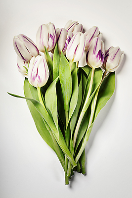 포토 JPG 해외이미지 꽃다발 실내 사람없음 하이앵글 튤립 흰배경 해외202004 해외포토 꽃 뷰포인트 백그라운드 내부 흰색 파일형식