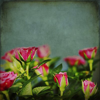 포토 JPG 해외이미지 실내 사람없음 장미 빈티지 카피스페이스 해외202004 해외포토 꽃 컨셉 내부 공백 파일형식